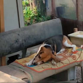 今日のちょこちゃんの画像