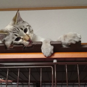 ハチ動画の画像