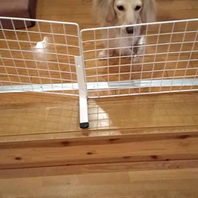 神経取りましたの画像