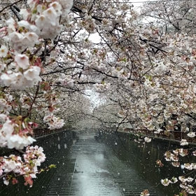 桜満開と雪の画像