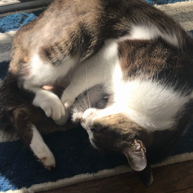 マタタビの画像