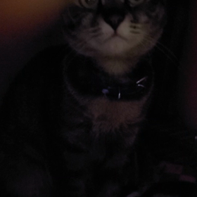 こたつの中のセンちゃんの画像