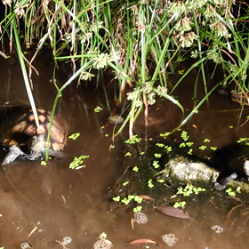 ゴハンだよ❢　全亀集合の画像