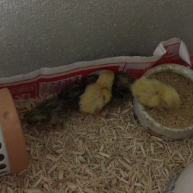 姫ウズラの赤ちゃんの画像