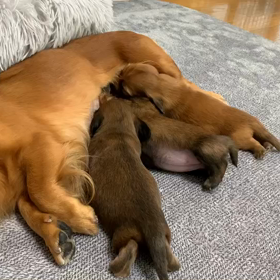 さんちゃんベビー♡動画の画像