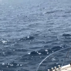 ホエールウォッチングの画像