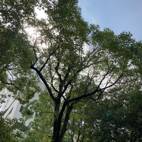 婆さんの戯事の画像