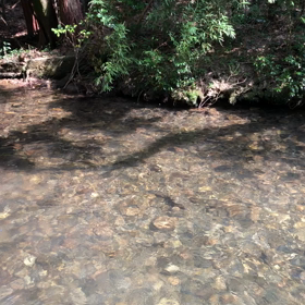 飛び込み、、、ワイルドな子供達！の画像