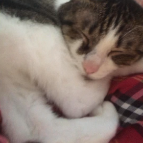 あの〜退いてくれませんか？の画像