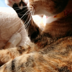 動画(さくら)の画像