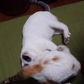 ぽーみゅー保護猫保育園卒園のルーク君、Princessレイアちゃんの画像