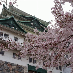 平成最後のお花見の画像