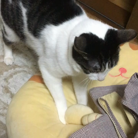 猫を揉む猫。の画像