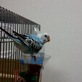 まるちゃん、ごはんはおうちでね♪の画像