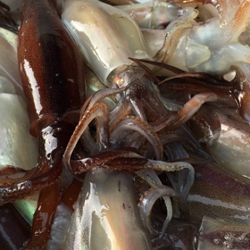 松前のいか（≧∇≦）の画像