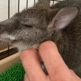 パルマワラビー、おねむの時間の画像