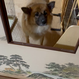 おしっこ後はお尻拭きの画像