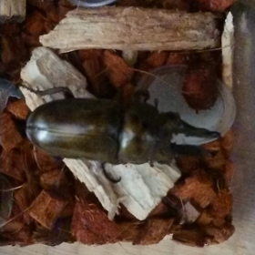 むむむ、やはりおかしい( •̀ㅁ•́;の画像