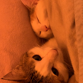 明るいニュースがないので、にゃんにゃん。の画像