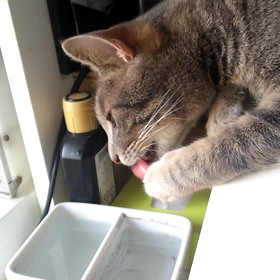 それ飲み水ちがうの画像