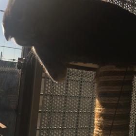 まるい もふもふ(*´꒳`*)の画像