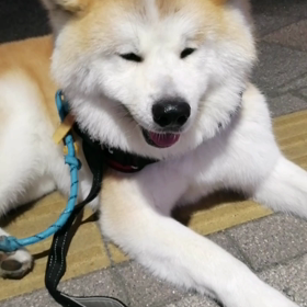 今朝は雨☔しかもけっこう激しい☔。でも散歩時の早朝は雨降らず＼(^o^)／未来丸ラッキーの画像