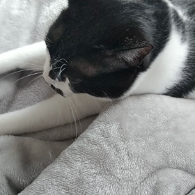 もみもみの画像