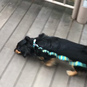 ♪お散歩動画♪お台場海浜公園♪の画像