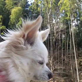 『キュンキュン』動画。の画像