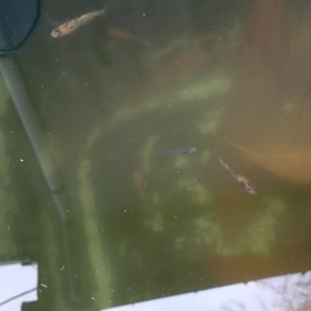 やっぱり観察の画像