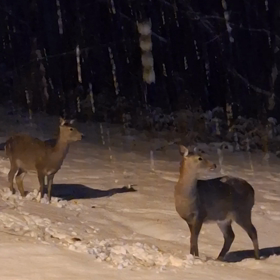 明けましての画像