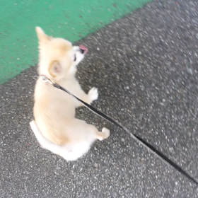 ニコくんの画像