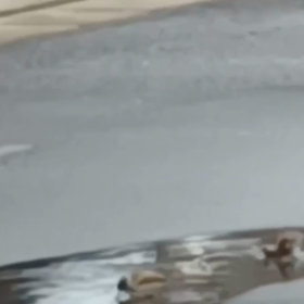 スズメの水浴びの画像