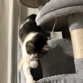 ニャンニャンニャンの画像