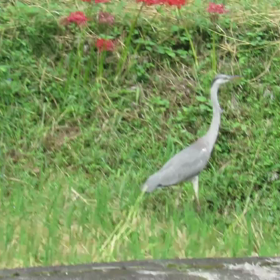 すぎぴたんの事件簿シーズン3　423話（彼岸花とアオサギ）の画像