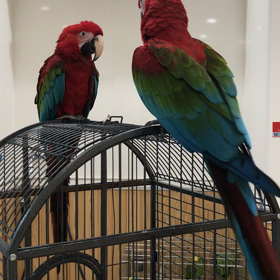 ペットホテルの画像