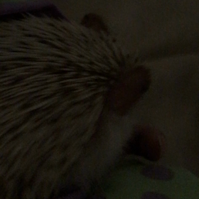 いやーっ！の画像