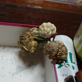 こっちもの画像