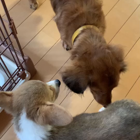 ケンゾーとひめのご対面の画像