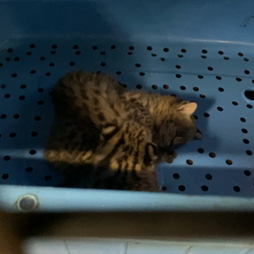 サーバルキャットの画像