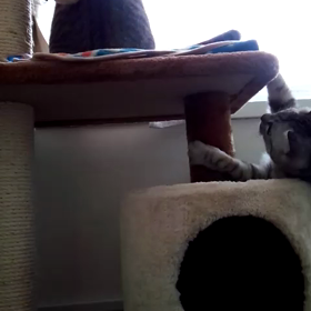 兄猫のしっぽが気になる弟猫の福ちゃんの画像