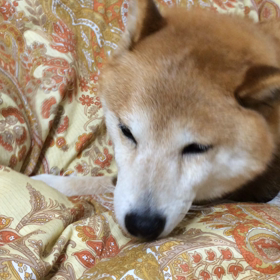 すぐにまたの画像