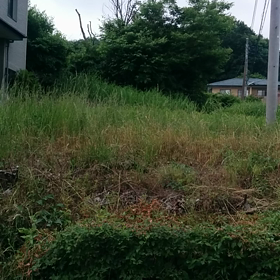 鶯がいるのかな❗の画像
