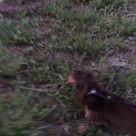 ♪お散歩動画♪代々木公園♪の画像