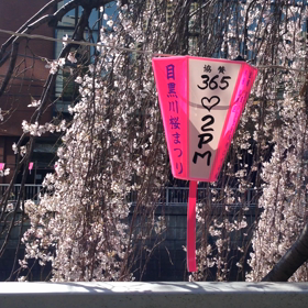 目黒川桜祭りぼんぼり動画の画像