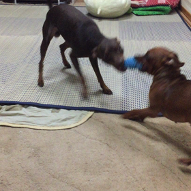 激しいねぇ(￣Д￣)ﾉの画像