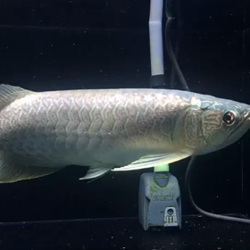 ミャンマーバティックアロワナの画像