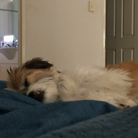 朝のダグジーと私の画像