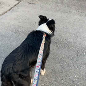 あさんぽ動画の画像