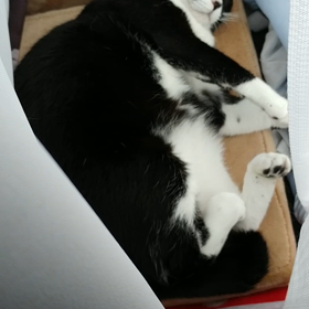 ！今は寝かしてくれの画像